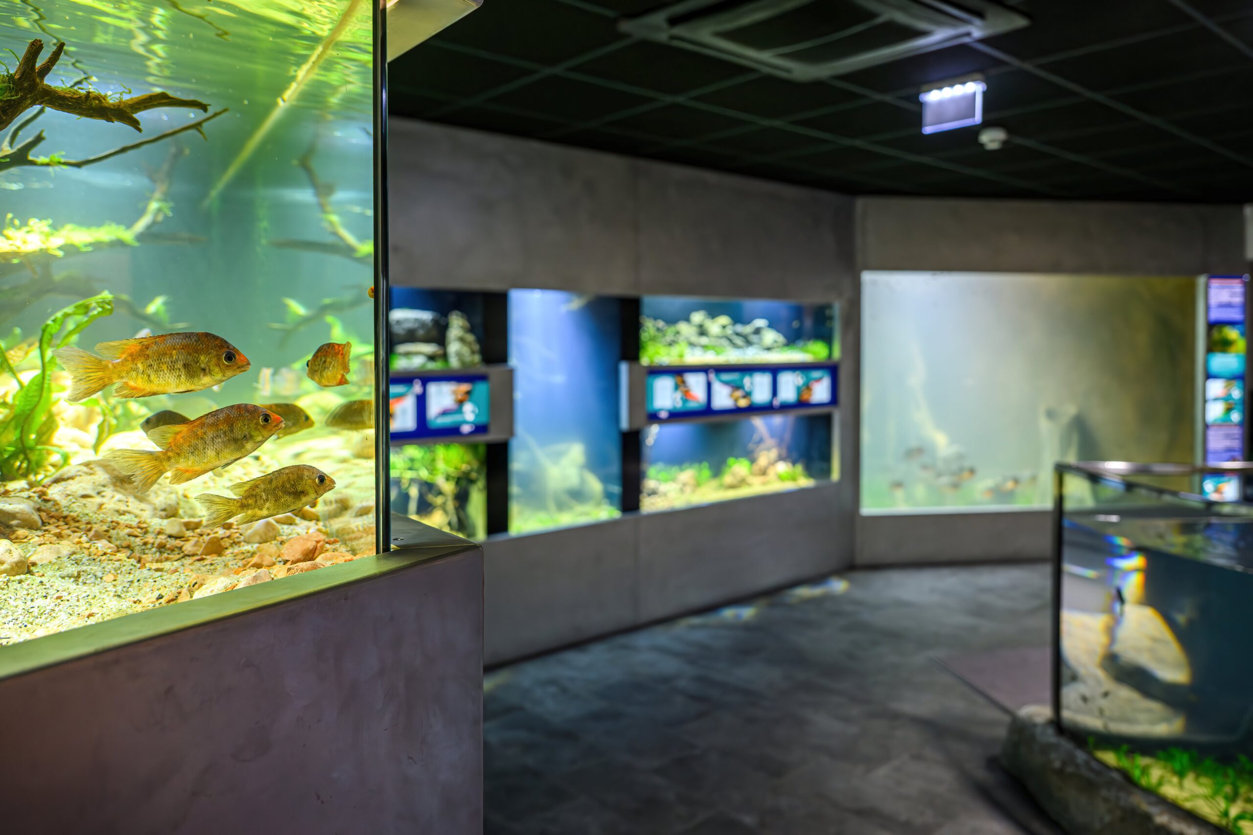 Donaukulturmagazin News Online Nr. 45