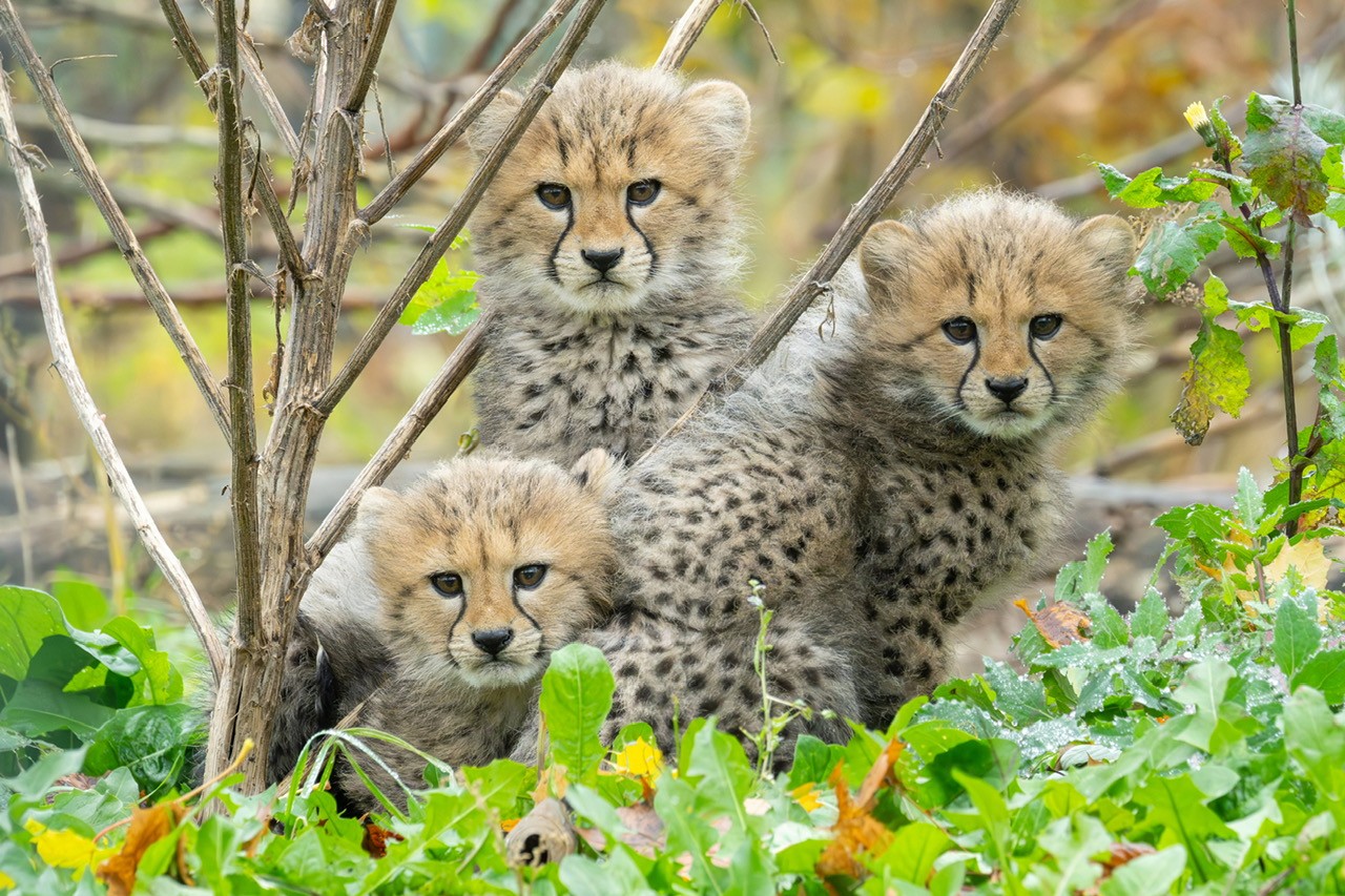 Donaukulturmagazin News Online Nr. 48